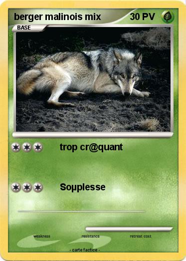 Pokemon berger malinois mix