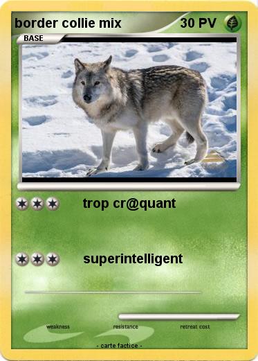 Pokemon border collie mix