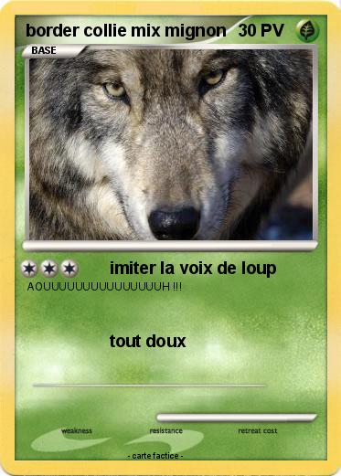 Pokemon border collie mix mignon