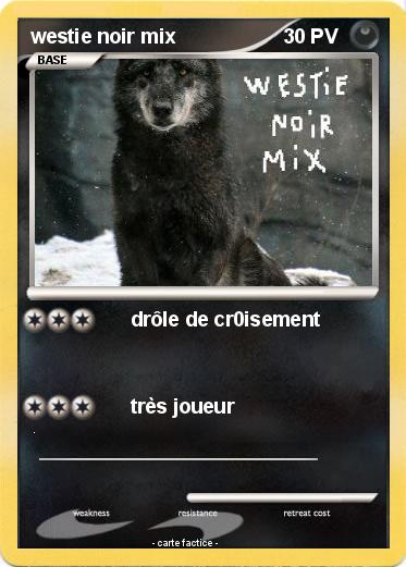 Pokemon westie noir mix