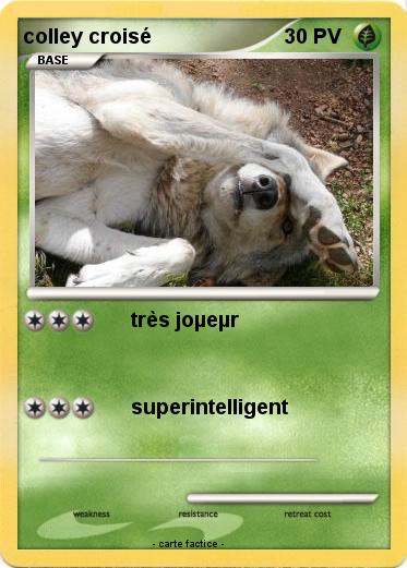 Pokemon colley croisé