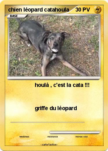 Pokemon chien léopard catahoula