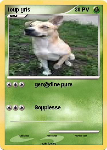 Pokemon loup gris