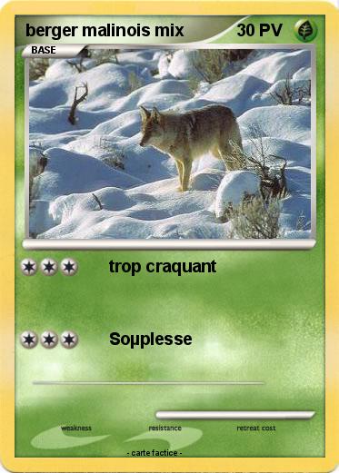 Pokemon berger malinois mix