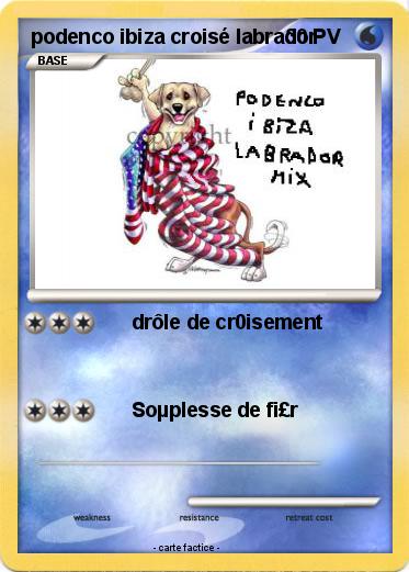 Pokemon podenco ibiza croisé labrador