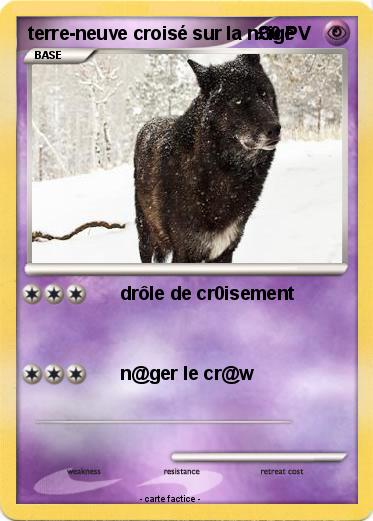 Pokemon terre-neuve croisé sur la n£ige