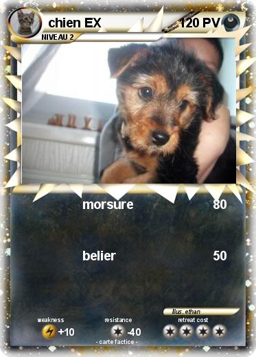 Pokemon chien EX
