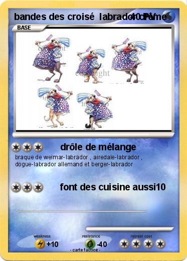 Pokemon bandes des croisé  labrador crème