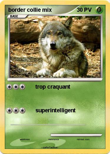 Pokemon border collie mix