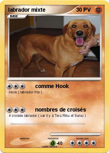 Pokemon labrador mixte