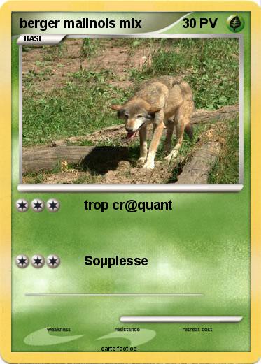 Pokemon berger malinois mix