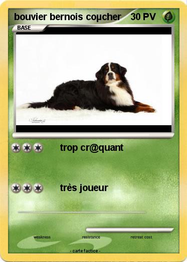 Pokemon bouvier bernois coµcher