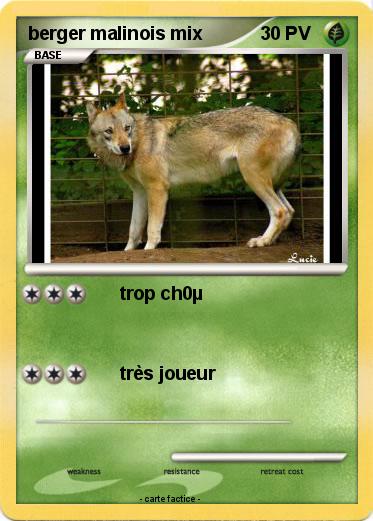 Pokemon berger malinois mix