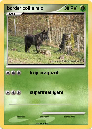 Pokemon border collie mix