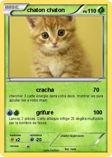 Pokemon chaton chaton