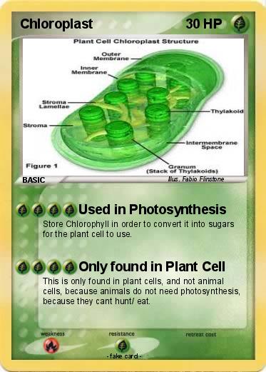 Pokemon Chloroplast