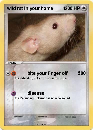 Pokemon wild rat in your home        1