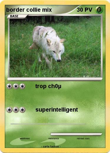 Pokemon border collie mix