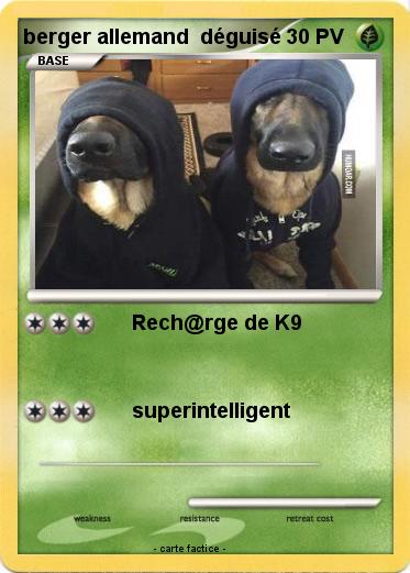 Pokemon berger allemand  déguisé