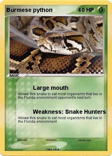 Pokemon Burmese python