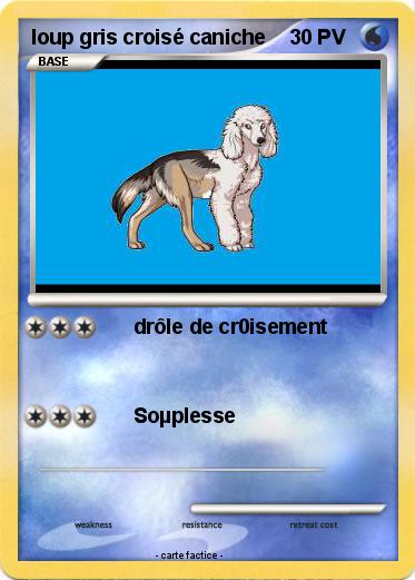 Pokemon loup gris croisé caniche
