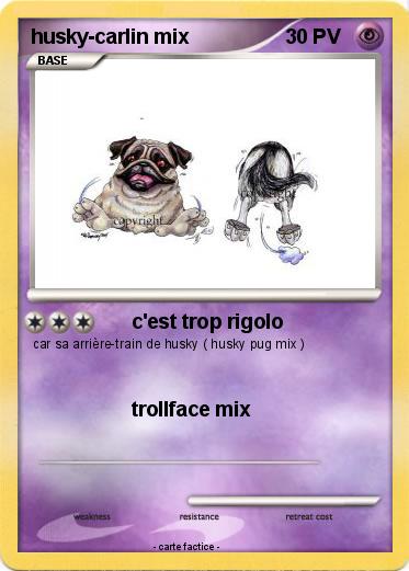 Pokemon husky-carlin mix