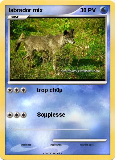 Pokemon labrador mix