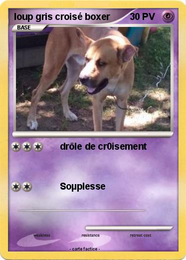 Pokemon loup gris croisé boxer