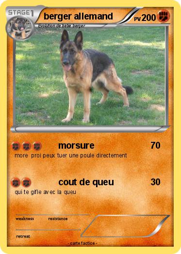 Pokemon berger allemand