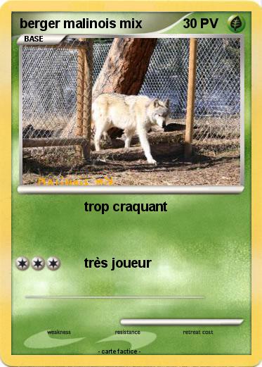 Pokemon berger malinois mix