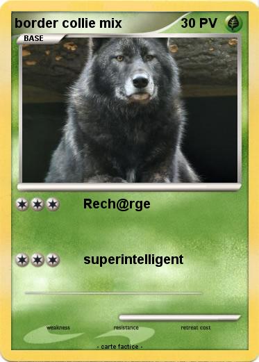 Pokemon border collie mix