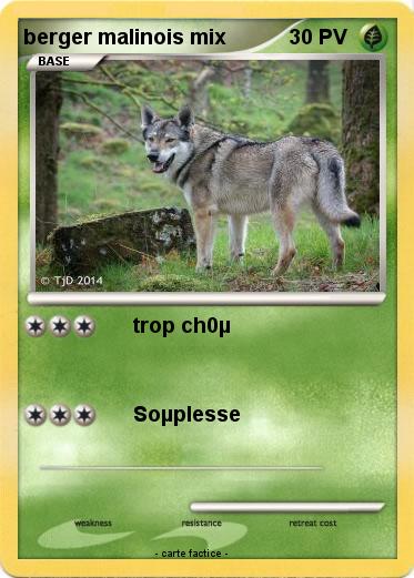 Pokemon berger malinois mix