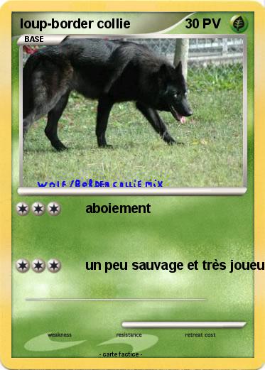 Pokemon loup-border collie