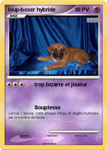 Pokemon loup-boxer hybride