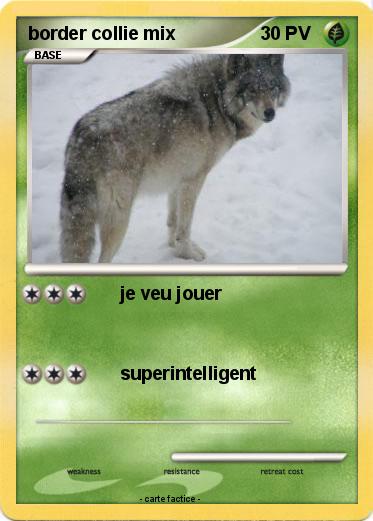 Pokemon border collie mix
