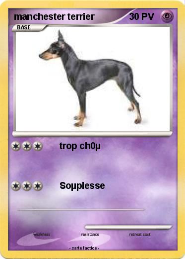 Pokemon manchester terrier