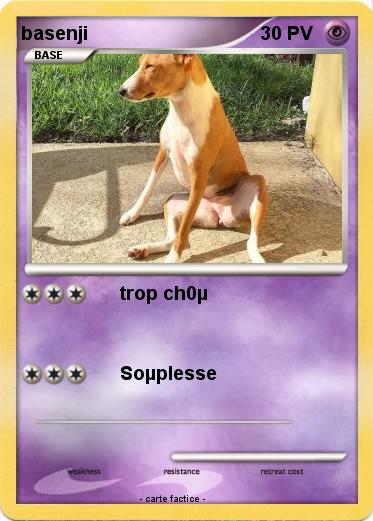 Pokemon basenji
