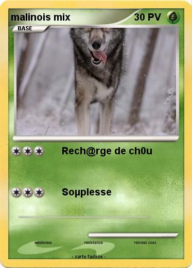 Pokemon malinois mix