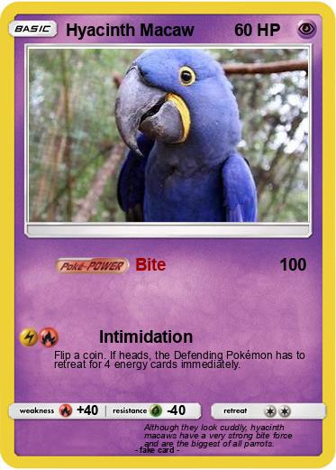 Pokemon Hyacinth Macaw