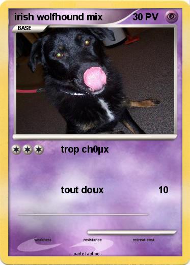 Pokemon irish wolfhound mix