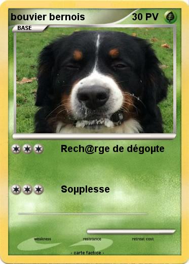 Pokemon bouvier bernois
