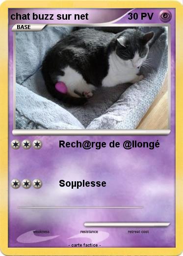 Pokemon chat buzz sur net
