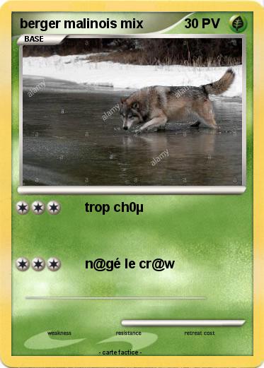 Pokemon berger malinois mix