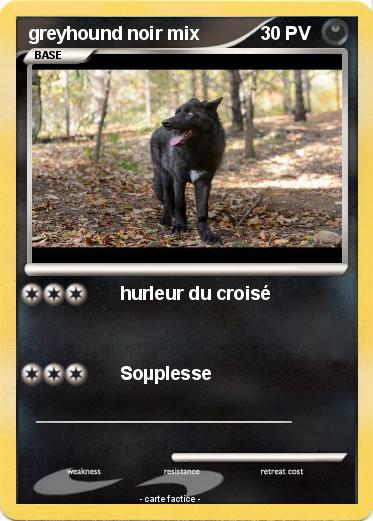 Pokemon greyhound noir mix
