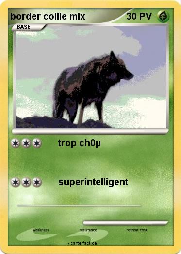 Pokemon border collie mix