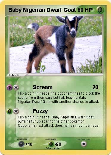 Pokemon Baby Nigerian Dwarf Goat