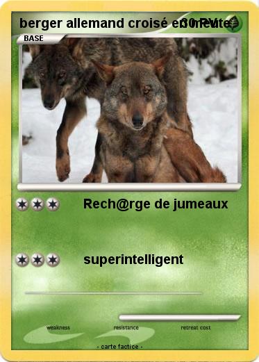 Pokemon berger allemand croisé en meute