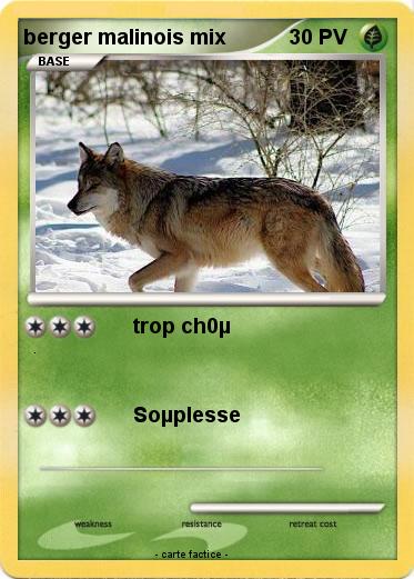Pokemon berger malinois mix