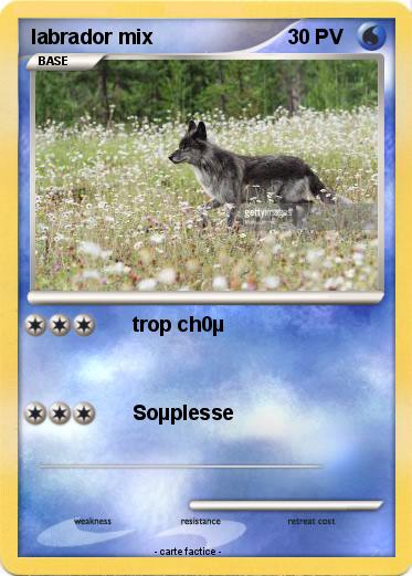 Pokemon labrador mix