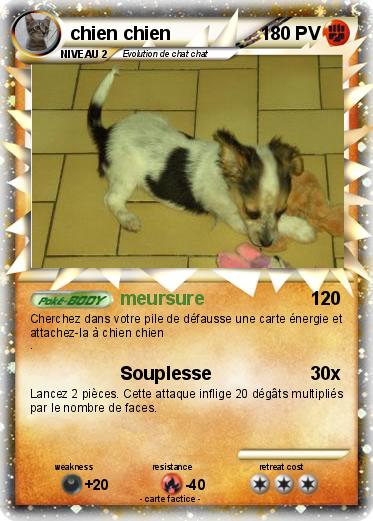 Pokemon chien chien